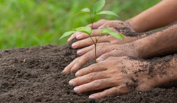 close-up-picture-hand-holding-planting-sapling-plant_1150-28360-1