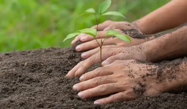 close-up-picture-hand-holding-planting-sapling-plant_1150-28360-1
