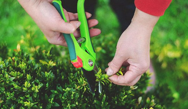 pruning-man-cutting-grass-with-lawn-mover-back-yard_1303-22794